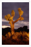Joshua Tree by Anonymous