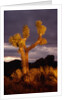 Joshua Tree by Anonymous