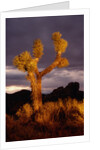 Joshua Tree by Anonymous