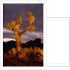 Joshua Tree by Anonymous