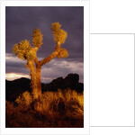 Joshua Tree by Anonymous