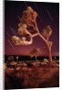 Meteor Trails and Joshua Trees by Anonymous