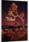 Meteor Trails and Joshua Trees by Anonymous