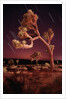 Meteor Trails and Joshua Trees by Anonymous