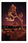 Meteor Trails and Joshua Trees by Anonymous