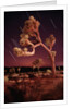 Meteor Trails and Joshua Trees by Anonymous