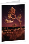 Meteor Trails and Joshua Trees by Anonymous