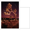 Meteor Trails and Joshua Trees by Anonymous