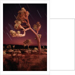 Meteor Trails and Joshua Trees by Anonymous