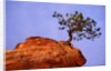 Ponderosa Pine and Hoodoo Rock by Anonymous