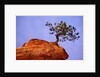 Ponderosa Pine and Hoodoo Rock by Anonymous