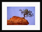 Ponderosa Pine and Hoodoo Rock by Anonymous