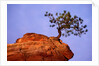 Ponderosa Pine and Hoodoo Rock by Anonymous
