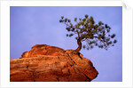 Ponderosa Pine and Hoodoo Rock by Anonymous