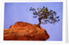Ponderosa Pine and Hoodoo Rock by Anonymous