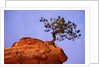 Ponderosa Pine and Hoodoo Rock by Anonymous