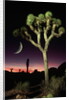 Crescent Moon and Joshua Tree by Anonymous