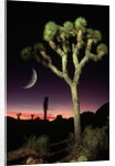 Crescent Moon and Joshua Tree by Anonymous