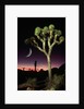 Crescent Moon and Joshua Tree by Anonymous