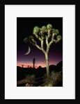 Crescent Moon and Joshua Tree by Anonymous