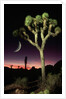 Crescent Moon and Joshua Tree by Anonymous