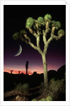 Crescent Moon and Joshua Tree by Anonymous