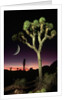Crescent Moon and Joshua Tree by Anonymous