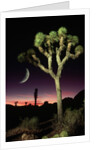 Crescent Moon and Joshua Tree by Anonymous