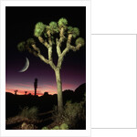 Crescent Moon and Joshua Tree by Anonymous