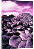 Giant's Causeway by Anonymous