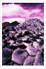 Giant's Causeway by Anonymous