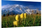 Wildflowers Blooming Beneath a Snowy Mountain by Anonymous