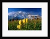 Wildflowers Blooming Beneath a Snowy Mountain by Anonymous