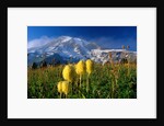 Wildflowers Blooming Beneath a Snowy Mountain by Anonymous