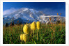 Wildflowers Blooming Beneath a Snowy Mountain by Anonymous