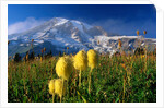 Wildflowers Blooming Beneath a Snowy Mountain by Anonymous