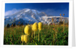 Wildflowers Blooming Beneath a Snowy Mountain by Anonymous