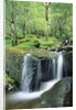 Gougane Barra Forest Park Waterfall by Anonymous