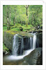 Gougane Barra Forest Park Waterfall by Anonymous