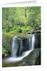 Gougane Barra Forest Park Waterfall by Anonymous