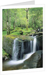 Gougane Barra Forest Park Waterfall by Anonymous