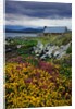 Flowers Along Carna Bay by Anonymous