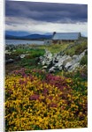 Flowers Along Carna Bay by Anonymous