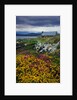Flowers Along Carna Bay by Anonymous