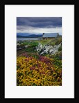 Flowers Along Carna Bay by Anonymous