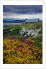 Flowers Along Carna Bay by Anonymous