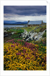 Flowers Along Carna Bay by Anonymous