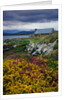 Flowers Along Carna Bay by Anonymous