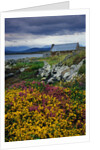 Flowers Along Carna Bay by Anonymous