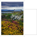 Flowers Along Carna Bay by Anonymous